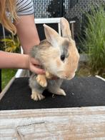 Baby Konijntjes, Dieren en Toebehoren, Konijnen