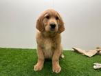 Golden Retriever pups, Dieren en Toebehoren, Honden | Retrievers, Spaniëls en Waterhonden, Golden retriever, België, 8 tot 15 weken