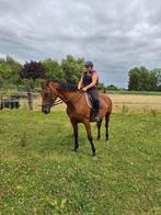 Pension voor paarden of pony 's weidegang met schuilhok, Dieren en Toebehoren, Stalling en Weidegang, Weidegang, 2 of 3 paarden of pony's