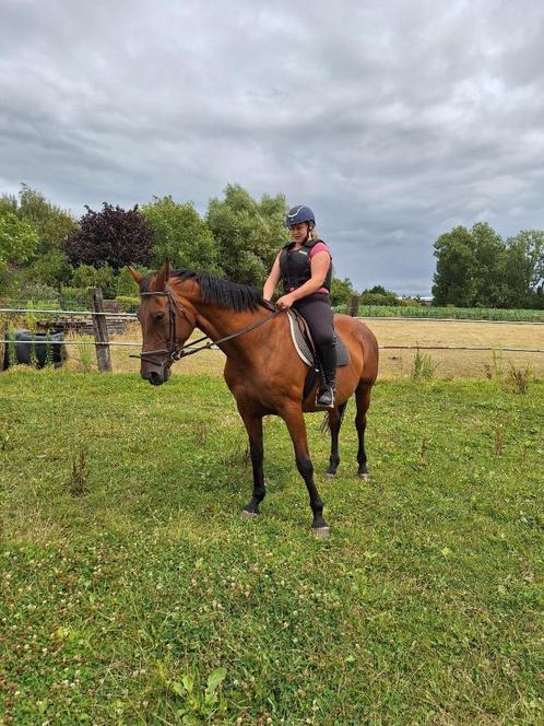 Pension voor paarden of pony 's weidegang met schuilhok, Dieren en Toebehoren, Stalling en Weidegang, Opfok, Stalling, Weidegang