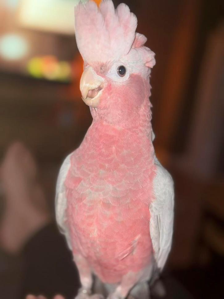 Rose kaketoe, Dieren en Toebehoren, Vogels | Parkieten en Papegaaien, Tam