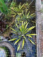 2 krabbescheer scheuten, Ophalen, Nieuw