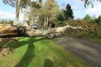 Opruimen van bouwgronden, omgevallen bomen, dode bomen., Tuin en Terras, Brandhout, Stammen, Ophalen of Verzenden