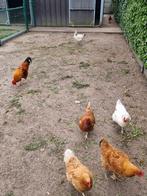 Legkippen, Dieren en Toebehoren, Pluimvee