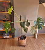 Plante d'intérieur Monstera, Ophalen
