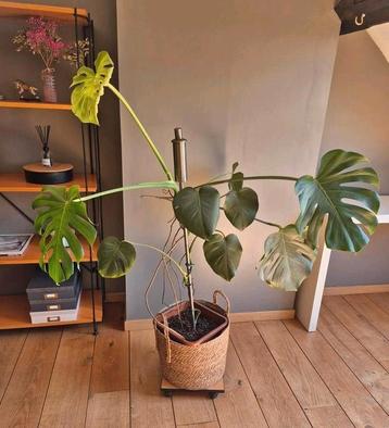 Plante d'intérieur Monstera beschikbaar voor biedingen