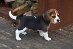 Prachtige Tricolor Beagle pups, Dieren en Toebehoren, CDV (hondenziekte), Meerdere, 8 tot 15 weken, Meerdere dieren