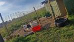 Chevres nain, Dieren en Toebehoren, Schapen, Geiten en Varkens, Mannelijk, Geit, 0 tot 2 jaar