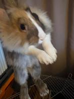 Dwerg konijn mantje, Animaux & Accessoires, Lapins, Nain