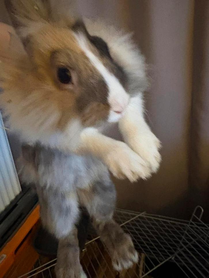 Dwerg konijn mantje, Animaux & Accessoires, Lapins, Nain