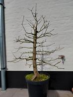 Acer campestre - bonsai, Tuin en Terras, Ophalen