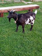 Dwerg geit, Dieren en Toebehoren, Vrouwelijk, Geit, 3 tot 5 jaar