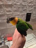 Zwartkop caque, Dieren en Toebehoren, Mannelijk, Dwergpapegaai of Agapornis, Geringd