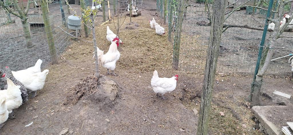 Broedeieren poule de bresse en mechelse koekoek, Dieren en Toebehoren