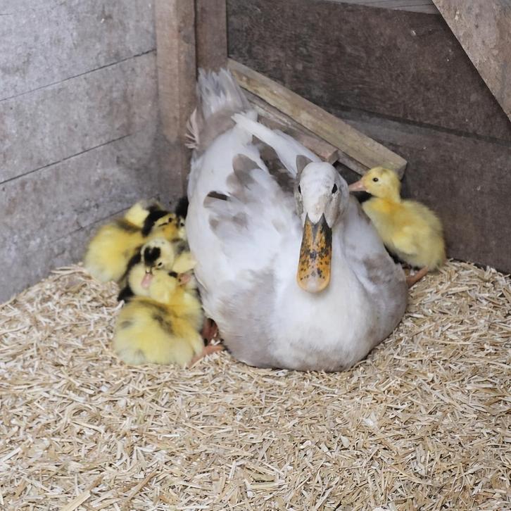 Mooie Indische loopeenden kuikens te koop, Animaux & Accessoires, Volatiles, Canard, Sexe inconnu