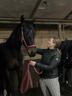 2 jarige ruin, Dieren en Toebehoren, Ophalen, Zo goed als nieuw