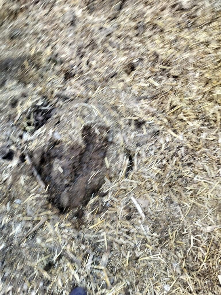 Gratis mest, Dieren en Toebehoren