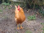 Buff leghorn hen, Dieren en Toebehoren, Pluimvee, Vrouwelijk, Kip