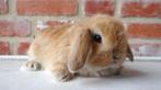 Nederlandse hangoor dwergkonijntjes, Animaux & Accessoires, Plusieurs animaux, Nain, Oreilles tombantes, 0 à 2 ans