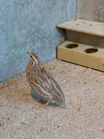 Europese kwartels - 2 koppels