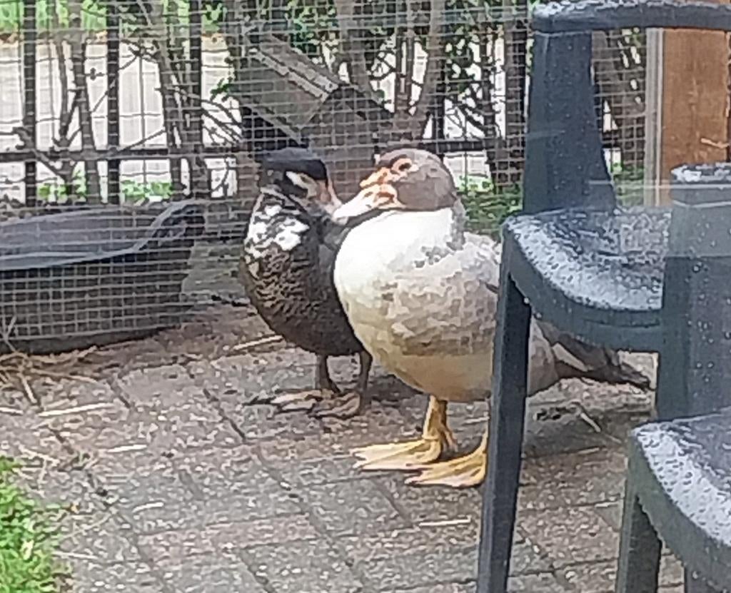 Koppel barberie eenden