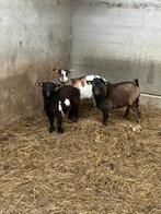 Trio mini dwerggeitjes 1 bokje 2 miekes, Geit
