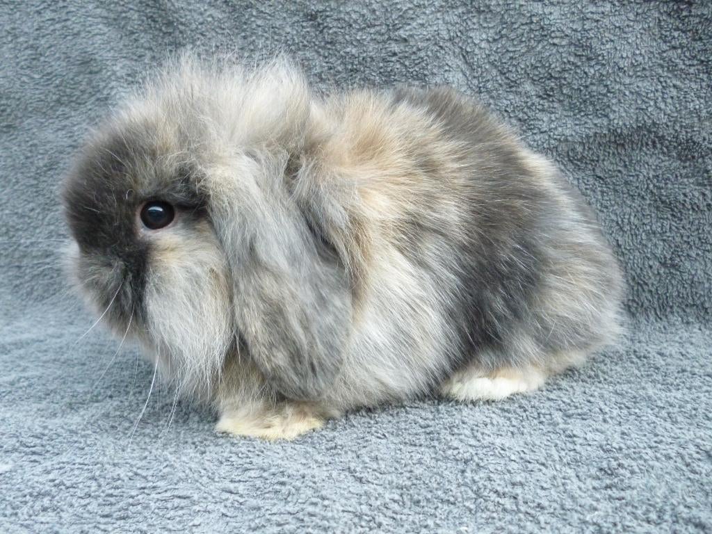 4 schattige zindelijke Nederlandse dwerghangoortjes en HOK, Dieren en Toebehoren, Konijnen, Vrouwelijk, Klein, Hangoor, 0 tot 2 jaar