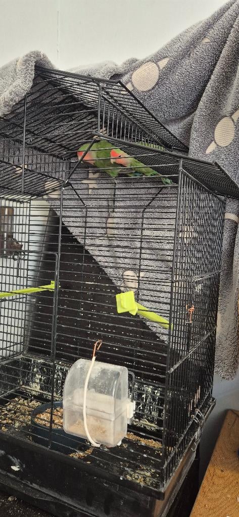 Koppel agaponis, Meerdere dieren, Dwergpapegaai of Agapornis, Tam