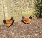 Vorwerk hennen, Dieren en Toebehoren, Vrouwelijk, Kip