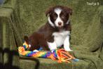 Prachtige Chocolat kleurige Border Collie pups, Dieren en Toebehoren, Parvo, België, 8 tot 15 weken, Meerdere
