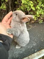 Kleurdwerg voedster, Animaux & Accessoires, Lapins, Femelle, Nain, 0 à 2 ans