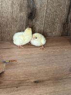 Poule de bresse kuikens, Dieren en Toebehoren