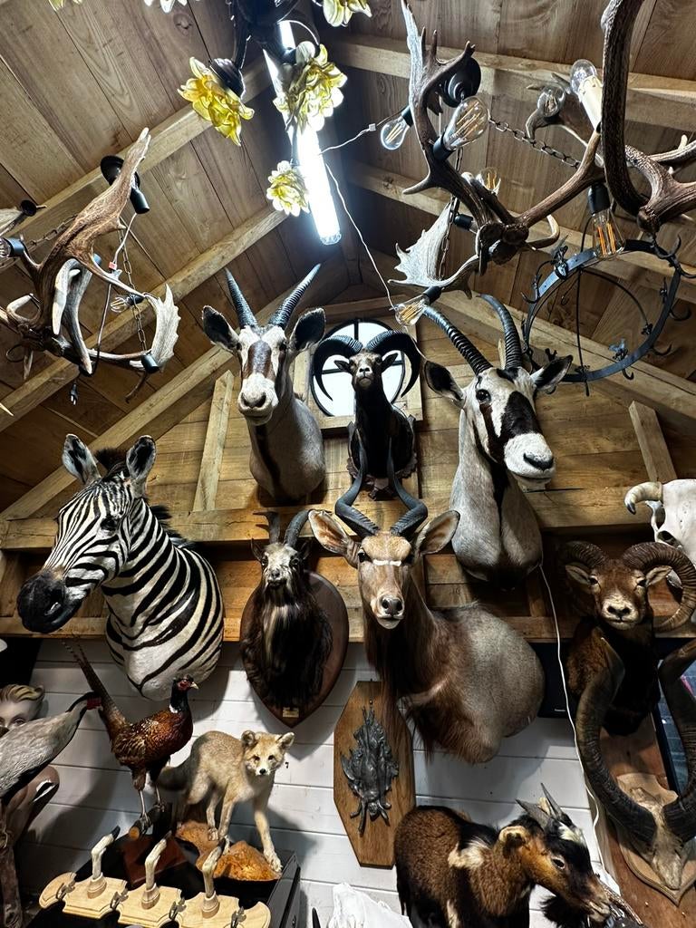 Taxidermie te koop, Enlèvement