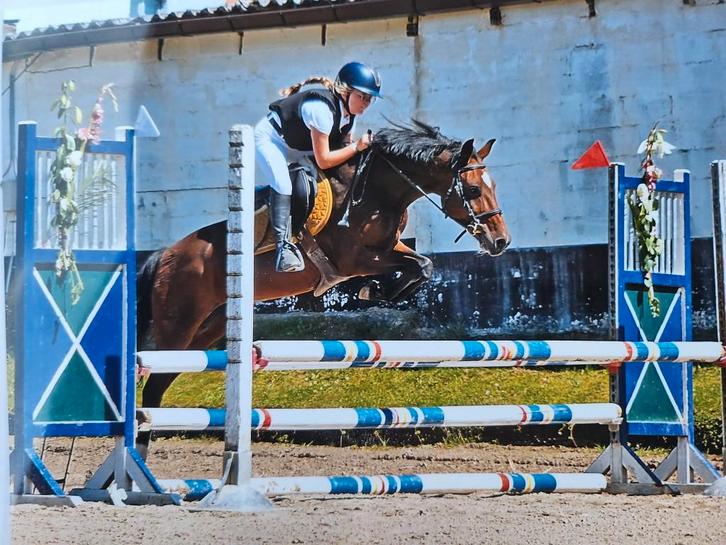 Echte leerpony, Dieren en Toebehoren, Paarden, Merrie, Met stamboom, Gechipt, Ontwormd, Ingeënt