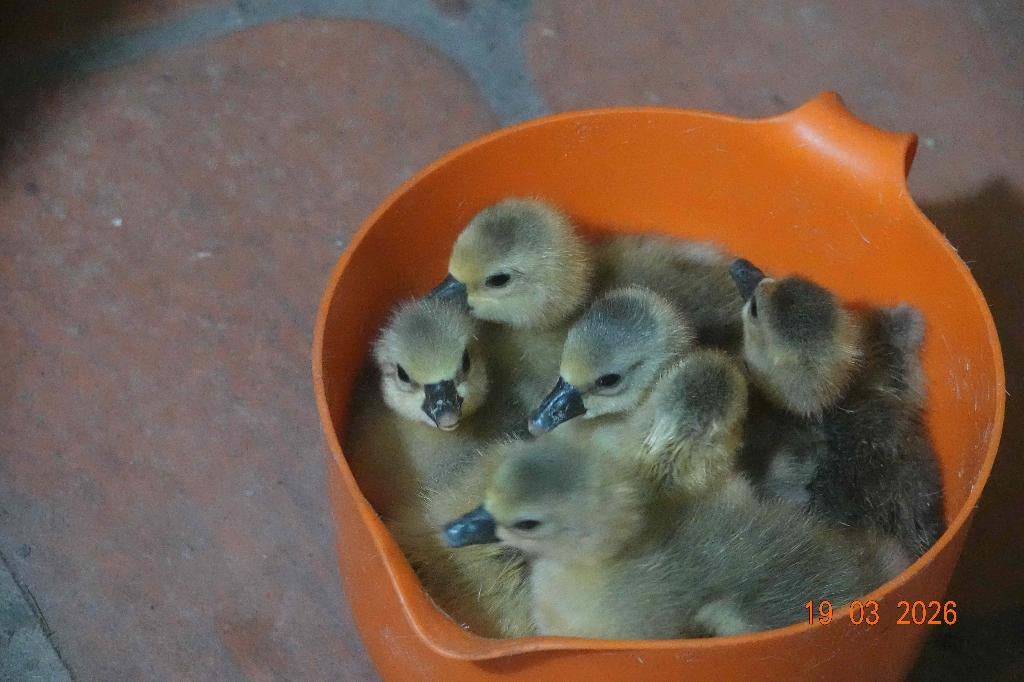 oie de Toulouse, Animaux & Accessoires, Domestique