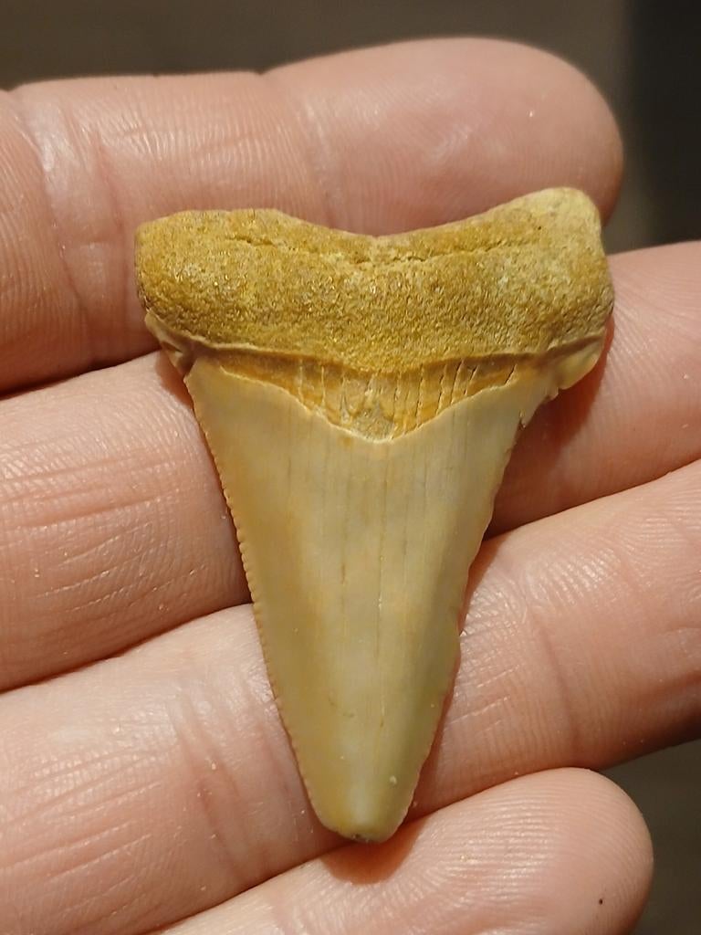 Otodus angustidens, Handtassen en Accessoires, Kettinghangers, Ophalen of Verzenden