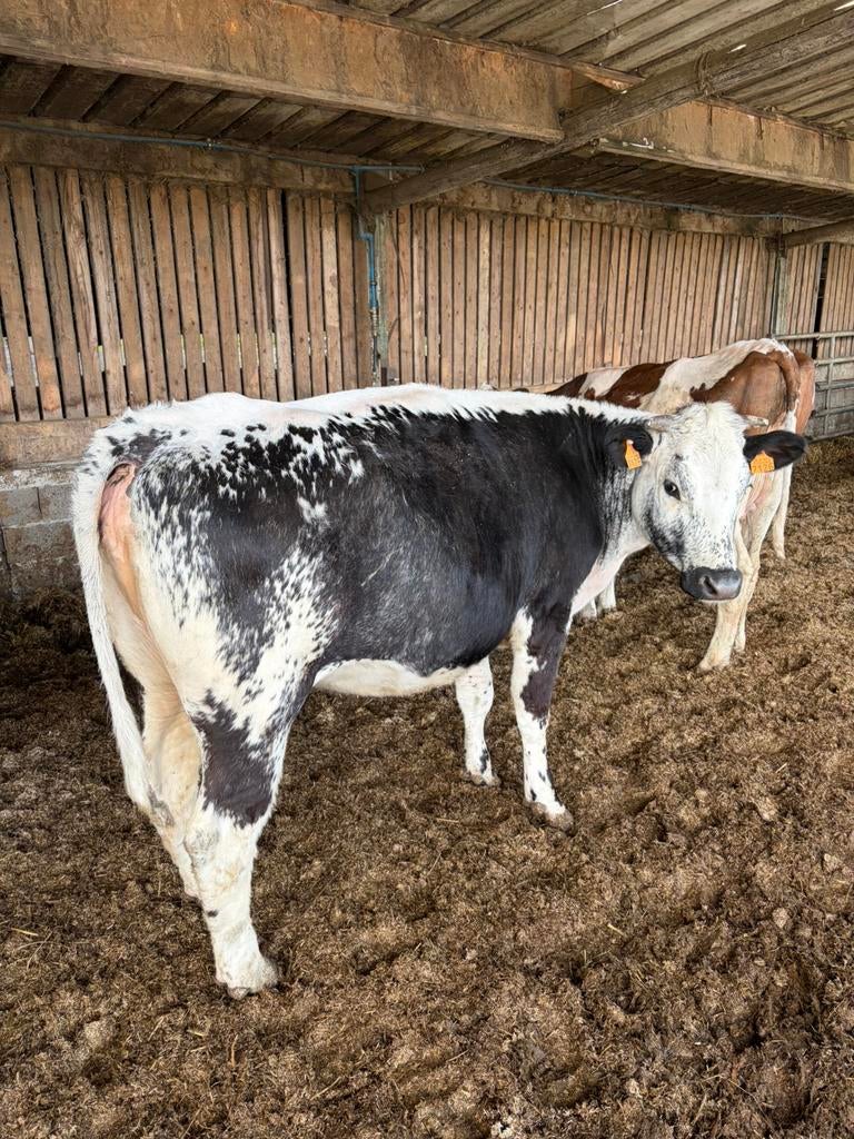 Volle runderen, Dieren en Toebehoren
