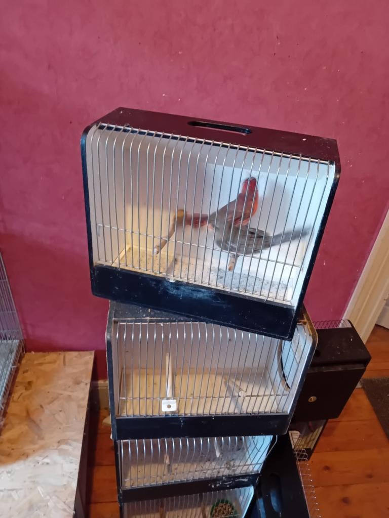 Koppel rode kardinaal 2023  voor 180 euro koppel