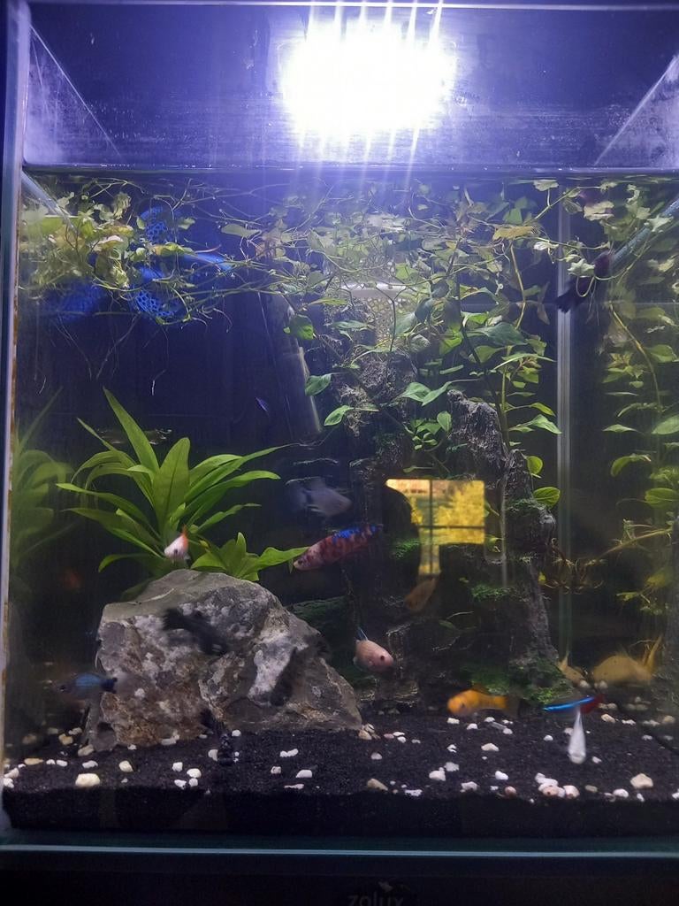 Aquarium, Ophalen, Inclusief planten, Nieuw, Filter