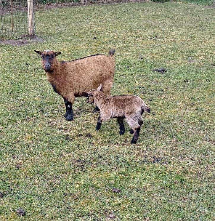 Hoornloos dwerggeitje met bokje lam, ook hoornloos, Dieren en Toebehoren, Schapen, Geiten en Varkens