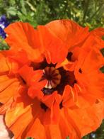 Grote potten Papaver Orientale, lees beschrijving, Tuin en Terras, Volle zon, Vaste plant, Zomer, Ophalen