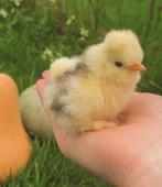 usa zijdehoender/ zijdehoen kuikentjes 08/04, Sexe inconnu, Poule ou poulet