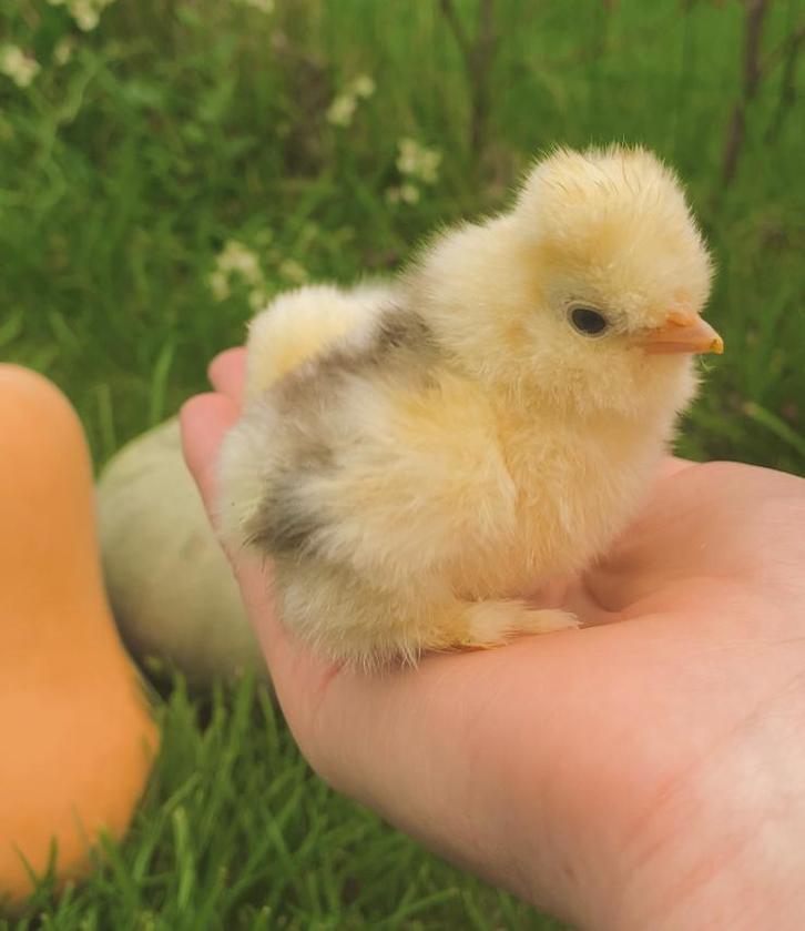 usa zijdehoender/ zijdehoen kuikentjes 08/04, Dieren en Toebehoren, Pluimvee, Kip, Geslacht onbekend