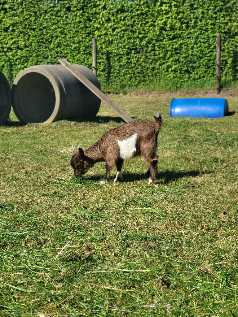 Dwerggeit Mieke GERESERVEERD (alle vaccins gekregen), Animaux & Accessoires, Moutons, Chèvres & Cochons, Chèvre, Femelle, 0 à 2 ans