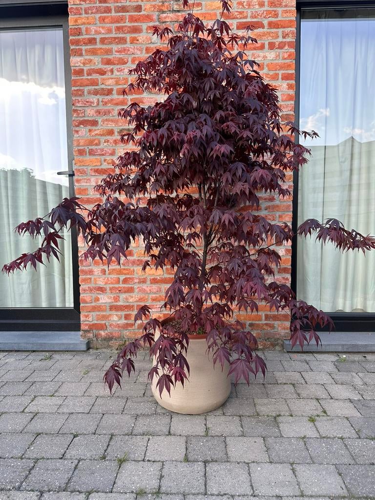 Japanse esdoorn, Ophalen