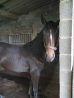 PAARD merrie 3,5 jaar ,top afstamming SPRING PAARD, Ophalen of Verzenden