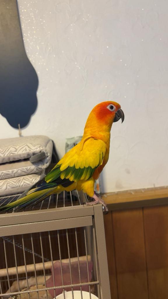 Conure soleil EAM, Dieren en Toebehoren, Vogels | Parkieten en Papegaaien, Papegaai, Mannelijk, Geringd