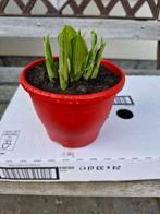 Hosta, Lily en forme de cœur... Undulata, Jardin & Terrasse, Enlèvement