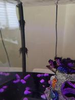 Ancistrus, Dieren en Toebehoren, Vissen | Aquariumvissen, Vis, Zoetwatervis