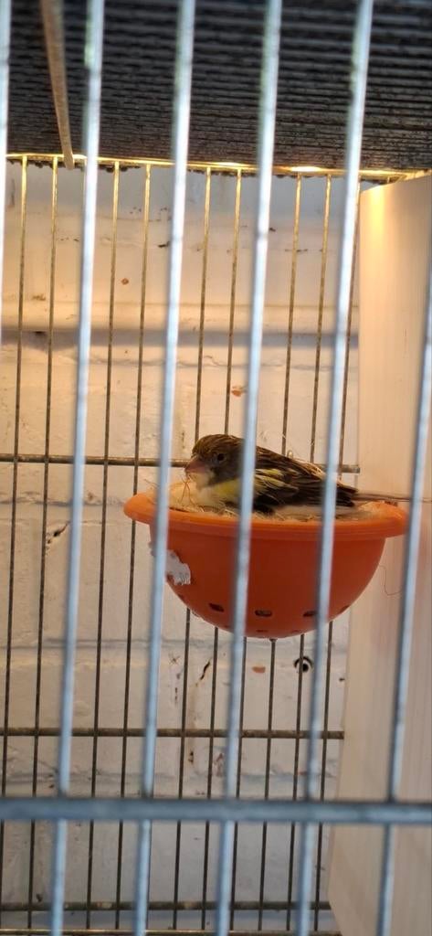 Femelle canaris, Animaux & Accessoires, Enlèvement